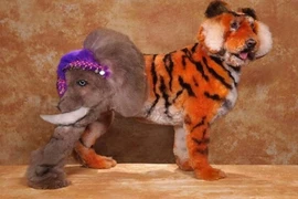 Những bộ cánh thời trang khiến loài chó khóc thét 