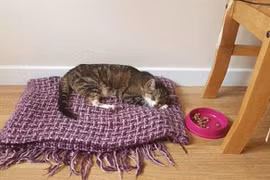 Chú mèo đi lạc 13 năm tìm về nhà trút hơi thở cuối cùng 