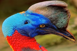 Những loài chim nguy hiểm nhất hành tinh