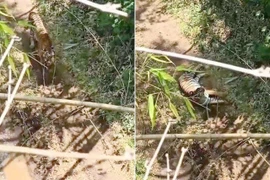 Lên núi xem thiên nhiên hoang dã, đụng độ ngay điều đáng sợ