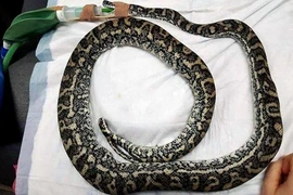 Nuốt phải trứng gà giả, trăn thảm gặp bi kịch đáng sợ