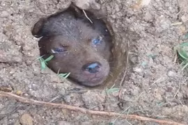 Chuyện lạ hôm nay: Cha con cùng đi dạo, phát hiện sự thật phẫn nộ