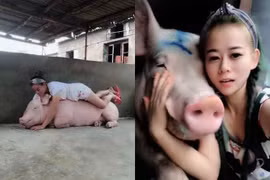 Cô gái kiếm bộn tiền nhờ... hô hấp nhân tạo cho lợn