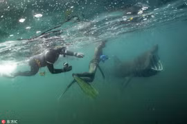 Lặng lẽ tiếp cận thợ lặn, cá mập khổng lồ gây sốc