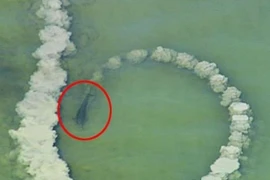 Cá heo bơi tròn khuấy đục làn nước và sự thật bất ngờ