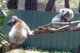 Gấu koala đáng yêu tranh nhau chỗ tắm nắng 