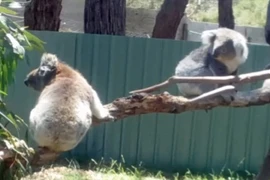Gấu koala đáng yêu tranh nhau chỗ tắm nắng 