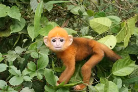 Vẻ đẹp của linh trưởng quý hiếm Việt Nam khiến thế giới trầm trồ