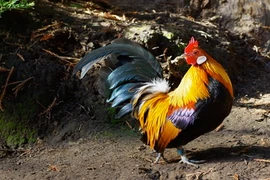 Những lý do không thể coi thường loài gà