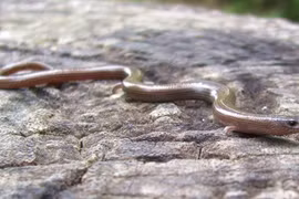 Thằn lằn độc dị Việt Nam gây khiếp đảm vì giống rắn