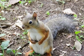 Cận cảnh cô sóc gợi cảm, quyến rũ hơn cả con người 