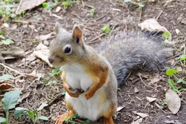 Cận cảnh cô sóc gợi cảm, quyến rũ hơn cả con người 