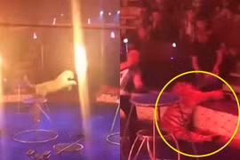 Xót xa hổ vằn đang diễn nhảy qua vòng lửa thì co giật 