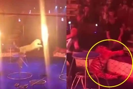 Xót xa hổ vằn đang diễn nhảy qua vòng lửa thì co giật 