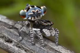 Các loài động vật mới toanh được phát hiện năm 2016 