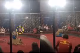 Sư tử lôi bé gái xềnh xệch, đám đông điên cuồng tháo chạy