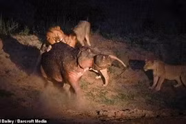 Hà mã bị thương thoát chết thần kỳ giữa bầy sư tử