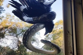 Thấy động trên mái nhà, du khách ngẩng lên suýt đứng tim vì thấy...