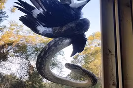 Thấy động trên mái nhà, du khách ngẩng lên suýt đứng tim vì thấy...