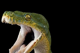 Ảnh đắt giá về động vật quý hiếm có thể sớm biến mất 