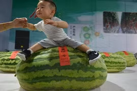 Chuyện lạ hôm nay: Dưa hấu "vua" nặng tới 75kg làm ai cũng sốc