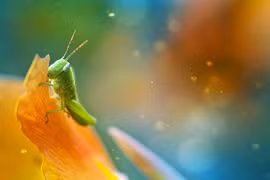 Ảnh đẹp xuất sắc về thế giới động vật nhỏ bé (2)