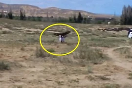 Kinh hoàng đại bàng săn giết không buông bé gái