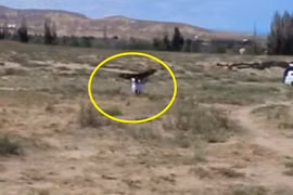 Kinh hoàng đại bàng săn giết không buông bé gái