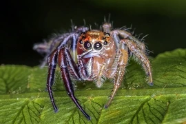 Phát hiện nhện lưỡng tính "ái nam ái nữ" gây choáng