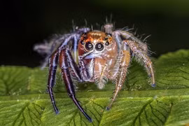 Phát hiện nhện lưỡng tính "ái nam ái nữ" gây choáng