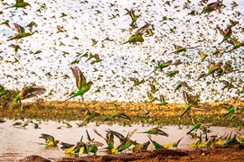 Cơn lốc xoáy ngoạn mục của hàng trăm ngàn vẹt yến phụng