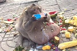 Chú khỉ phải kéo lê bụng dưới đất và nguyên nhân khó tin