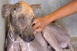 Chú chó dị ứng với người phục hồi đáng kinh ngạc