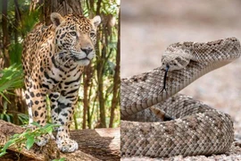 Báo hoa mai bị trăn khổng lồ tấn công và kết không ngờ