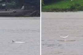 Cá heo trắng bất ngờ xuất hiện khiến dân "phát cuồng"