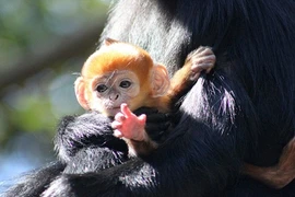 Khỉ con quý hiếm vàng rực trong vòng tay mẹ