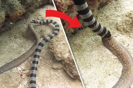 Rợn người cảnh rắn biển ăn tươi nuốt sống lươn khổng lồ