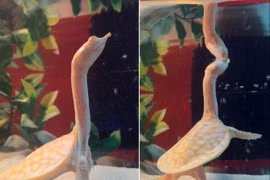 Sửng sốt "quái" rùa dị dạng giống hệt khủng long 