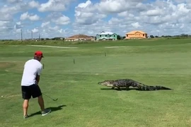 Cá sấu đi ngang thách thức, tay golf hành động lạ lùng 