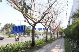 Điều tra vụ nhiều cây xanh bị đầu độc ở Sài Gòn