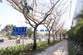 Điều tra vụ nhiều cây xanh bị đầu độc ở Sài Gòn