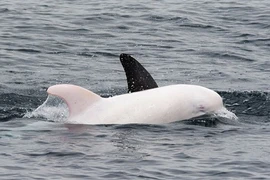 Sửng sốt phát hiện cá heo bạch tạng cực hiếm 