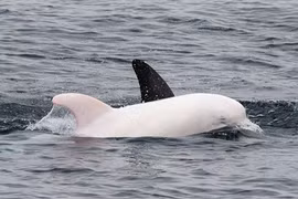 Sửng sốt phát hiện cá heo bạch tạng cực hiếm 