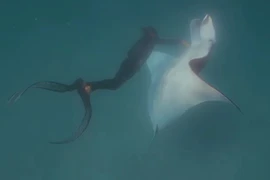 Kinh ngạc cá đuối khổng lồ tìm thợ lặn xin giúp đỡ