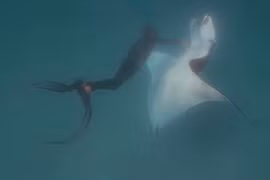 Kinh ngạc cá đuối khổng lồ tìm thợ lặn xin giúp đỡ