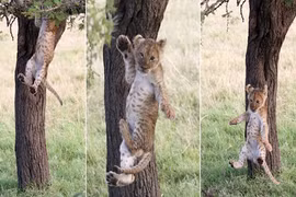 Ảnh động vật: Sư tử nhỏ "muối mặt" vì điều đáng yêu