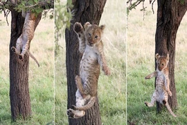 Ảnh động vật: Sư tử nhỏ "muối mặt" vì điều đáng yêu