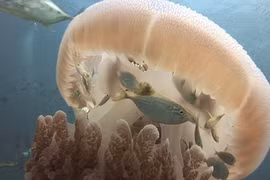 Cá nhỏ thông minh xin sứa khổng lồ bảo vệ