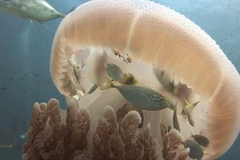 Cá nhỏ thông minh xin sứa khổng lồ bảo vệ