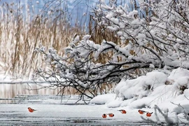 Loạt ảnh động vật, thiên nhiên chứng minh cổ tích có thật